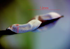 Attēlu rezultāti vaicājumam “Diderma roanense spores”