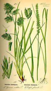 Attēlu rezultāti vaicājumam “Cynosurus cristatus”