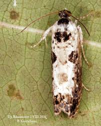 Attēlu rezultāti vaicājumam “Hedya salicella”