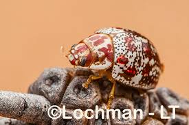 Attēlu rezultāti vaicājumam “Chrysomelidae”