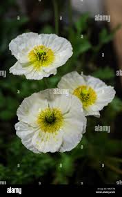 Image result for Papaver nudicaule