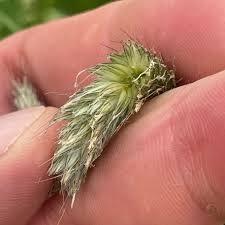 Attēlu rezultāti vaicājumam “Alopecurus pratensis”