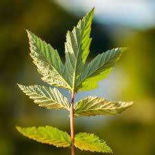 Attēlu rezultāti vaicājumam “Filipendula ulmaria  leaf”