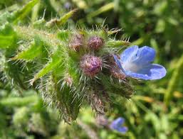 Attēlu rezultāti vaicājumam “Anchusa arvensis”