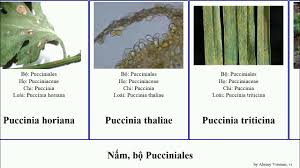Attēlu rezultāti vaicājumam “Pucciniales”