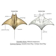 Image result for Mobula thurstoni