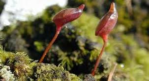 Attēlu rezultāti vaicājumam “Leskea polycarpa sporophyte”