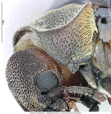 Attēlu rezultāti vaicājumam “Anobium pertinax”