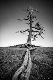 Image result for perspective photography