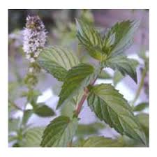 Image result for Menta x piperita