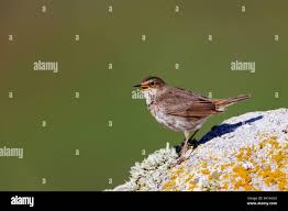 Attēlu rezultāti vaicājumam “Luscinia svecica adult”