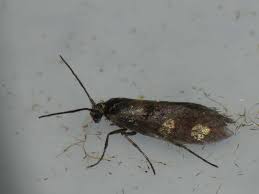 Attēlu rezultāti vaicājumam “Micropterix aureatella”