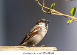 Attēlu rezultāti vaicājumam “Passer domesticus male”