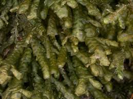 Attēlu rezultāti vaicājumam “Porella cordaeana”