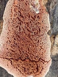 Attēlu rezultāti vaicājumam “Ceriporia”