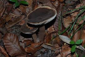 Attēlu rezultāti vaicājumam “Lactarius lygniotus”