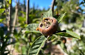 Attēlu rezultāti vaicājumam “Mespilus germanica leaf”