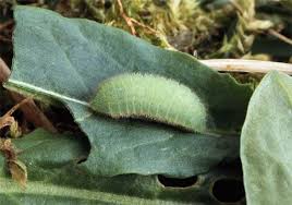 Attēlu rezultāti vaicājumam “Lycaena virgaureae”