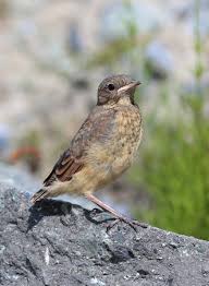 Attēlu rezultāti vaicājumam “Oenanthe oenanthe juvenile”