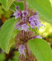 Attēlu rezultāti vaicājumam “Mentha arvensis flower”