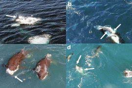 Attēlu rezultāti vaicājumam “Acupalpus flavicollis”