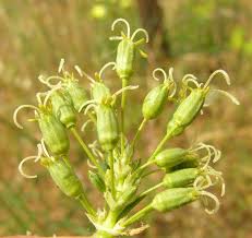 Attēlu rezultāti vaicājumam “Silene otites fruit”