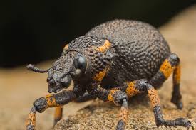 Image result for Brachycerus undatus