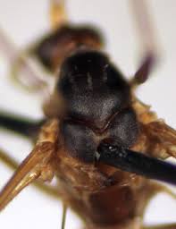 Attēlu rezultāti vaicājumam “Nematocera”