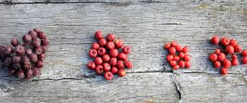 Attēlu rezultāti vaicājumam “x Sorbaronia fallax”