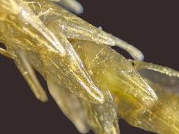 Attēlu rezultāti vaicājumam “Straminergon stramineum”