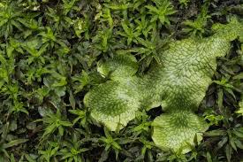 Attēlu rezultāti vaicājumam “Timmia megapolitana”