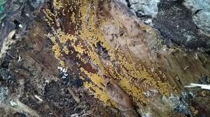 Attēlu rezultāti vaicājumam “Nectria peziza”