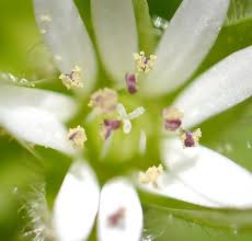 Attēlu rezultāti vaicājumam “Stellaria crassifolia leaf”