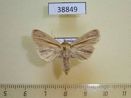 Attēlu rezultāti vaicājumam “Mythimna impura”