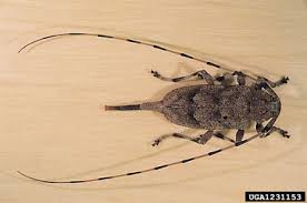 Attēlu rezultāti vaicājumam “Acanthocinus aedilis”