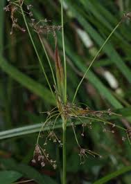 Attēlu rezultāti vaicājumam “Scirpus sylvaticus”