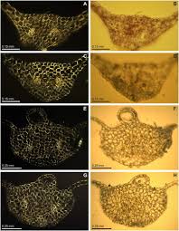 Attēlu rezultāti vaicājumam “Moerckia hibernica”