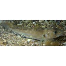 Image result for Merlangius merlangus