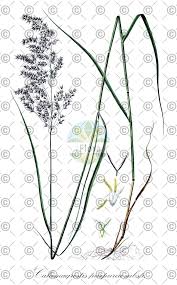 Attēlu rezultāti vaicājumam “Calamagrostis purpurea fruit”