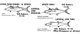 Image result for Scomberomorus cavalla