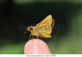 Attēlu rezultāti vaicājumam “Hesperia comma male”