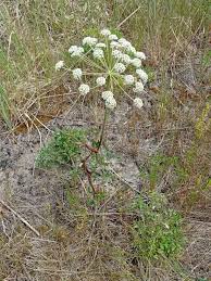 Attēlu rezultāti vaicājumam “Peucedanum oreoselinum flower”