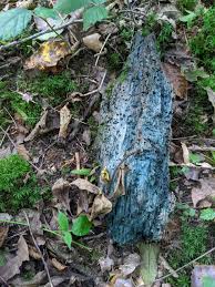 Attēlu rezultāti vaicājumam “Rosellinia desmazieri spores”