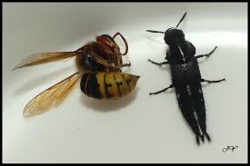 Attēlu rezultāti vaicājumam “Quedius dilatatus”