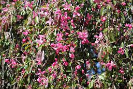Attēlu rezultāti vaicājumam “Malus purpurea flower”
