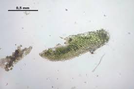 Attēlu rezultāti vaicājumam “Riccia glauca”