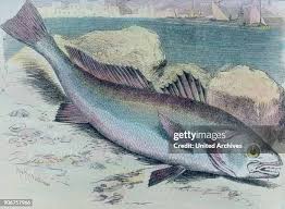 Image result for Argyrosomus regius