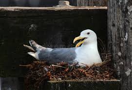 Attēlu rezultāti vaicājumam “Larus argentatus nest”