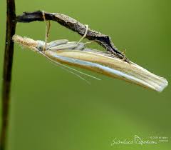 Attēlu rezultāti vaicājumam “Agriphila tristella”