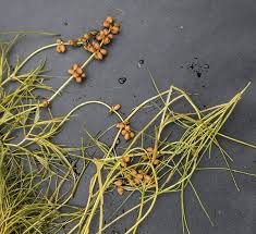 Attēlu rezultāti vaicājumam “Stuckenia pectinata leaf”